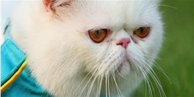 如何防治寵物貓貓的鉤蟲病