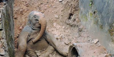 印幼象跌落壕溝眾人施救，小象受驚嚇變表情帝