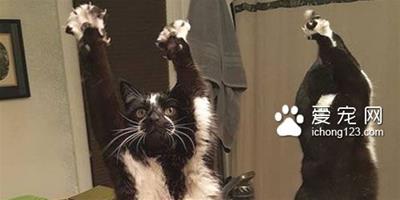 黑白貓因高舉雙手在空中揮舞成為網路紅貓