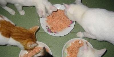 貓咪食具挑選方法