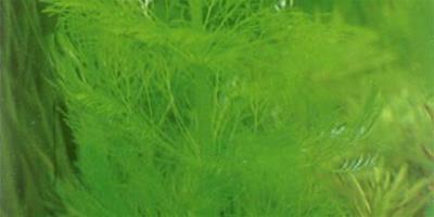水草品種—大寶塔草