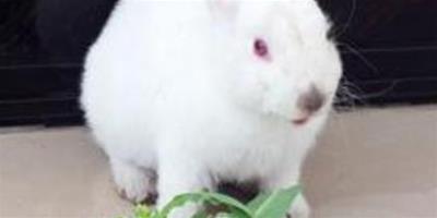 兔子為什麼吃草 兔子需要攝入粗纖維