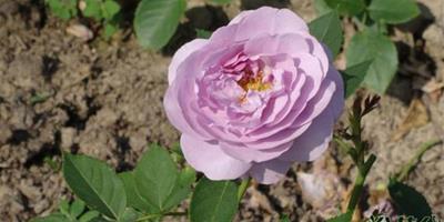 藍莓山Blueberry Hill Rose