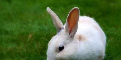兔子不能吃的草 有些草和菜不能喂兔