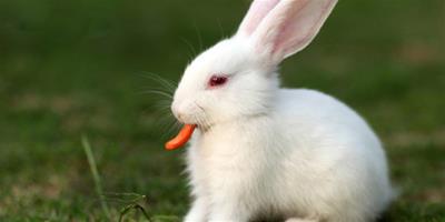 幾種兔兔食物介紹