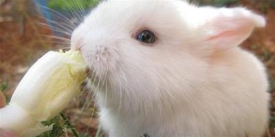 兔子可以吃黃瓜嗎 黃瓜的水分比較多