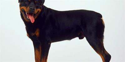 為什麼最優秀的羅威納犬都來自德國？