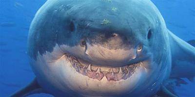 攝影師拍到14英尺鯊魚的微笑