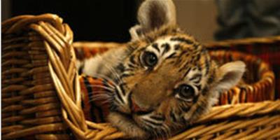 普京生日獲贈一隻小老虎 將其轉送動物園