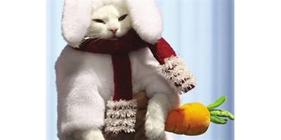 土耳其安哥拉貓打扮成兔子形象亮相