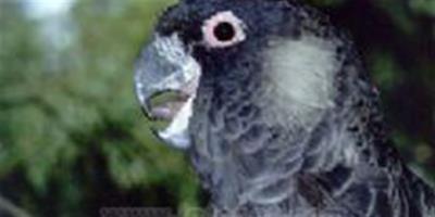 白尾黑鳳頭鸚鵡