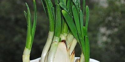 水仙花怎麼養