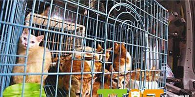 香港六旬男子屋內放鐵籠藏50只貓被拘捕