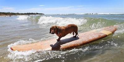 3歲臘腸犬展現衝浪絕技受關注