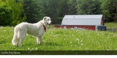 白俄羅斯寵物狗意外獲百萬美元遺產