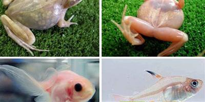 透明青蛙和魚類可清晰顯示體內器官