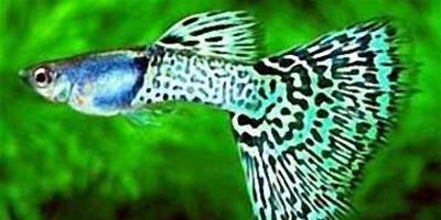 孔雀魚飼養對水質有哪些要求