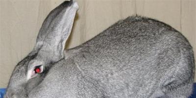 巨型金吉拉兔的簡介