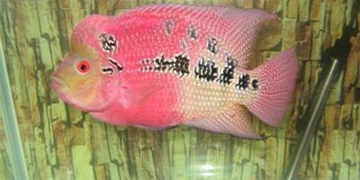 羅漢魚常見病的防治方法