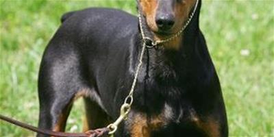 德國賓莎犬的壽命 大概在12-14年左右