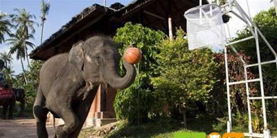 泰國大象玩轉籃球