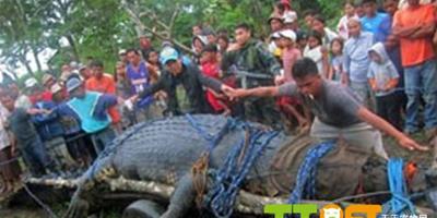 菲律賓驚現6.17米巨型食人鱷