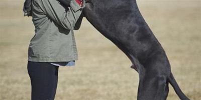2.1米世界最高狗 看到受傷動物會落淚