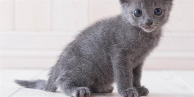 病從口入 什麼是俄羅斯藍貓不能吃的？