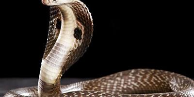 怎麼預防蛇類病毒性疾病