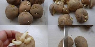 土豆盆栽的種植方法