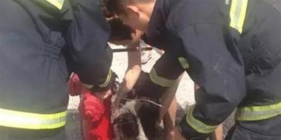 消防員救狗跳糞坑 為救命寵物狗也是太拼