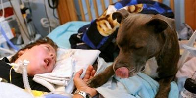 德服務犬陪患病男孩6年，咬傷其它狗狗或被處死