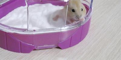怎麼幫倉鼠洗澡