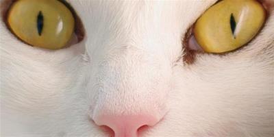 貓咪視網膜剝離症的症狀和防治