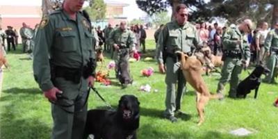 感動：美國警犬殉職，戰友狗狗們在葬禮上悲鳴