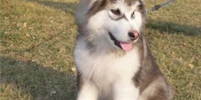 阿拉斯加雪橇犬得了犬瘟怎麼辦？有什麼表現？