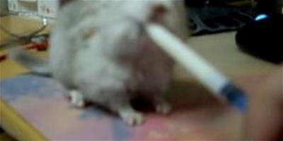 視頻：未滿月的小龍貓喝奶