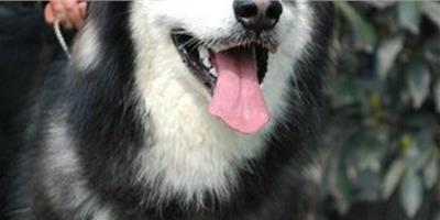 阿拉斯加雪橇犬肢體語言揭秘