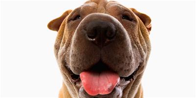 狗狗刷牙之牙病的危害分析