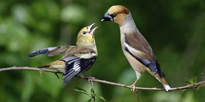 訓鳥說話 怎麼訓鳥說話需要注意的事項