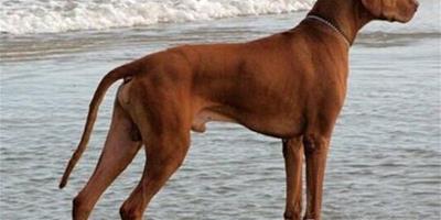 羅得西亞脊背犬的品種簡介