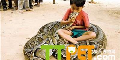 柬埔寨6歲男孩養6米長蟒蛇做寵物