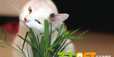 為什麼給貓吃草？