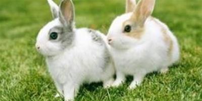 兔子吃報紙 可能是食物中缺乏纖維素