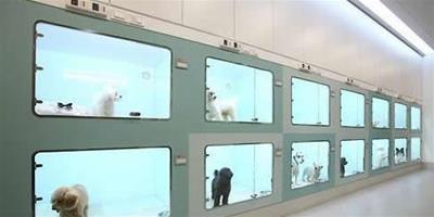 韓國寵物酒店受追捧 問題多多無人監管