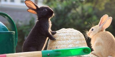 如何訓練兔子大小便？