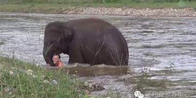 小象看到飼養員溺水奮不顧身沖進河中救援，而人類卻不斷在殘害著它們！