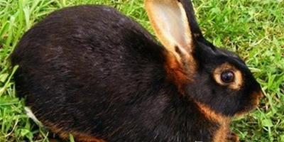 英種小型兔好養嗎 是人工培育的野兔品種