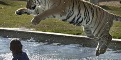 老虎躍入水池與飼養員嬉戲
