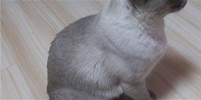 暹羅貓肢體動作反應身體訊息